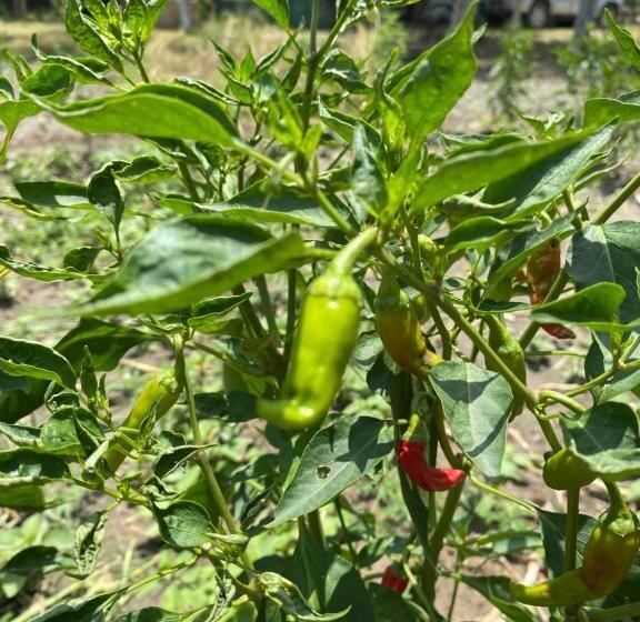 リゾートホテル Virsaa   The Captain S Mud Retreat