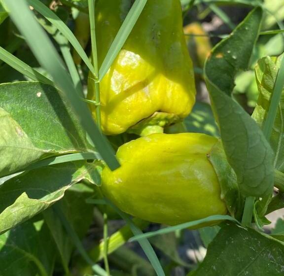 リゾートホテル Virsaa   The Captain S Mud Retreat