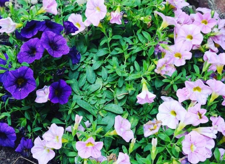 فندق Girasole Ad Antico Casale  700