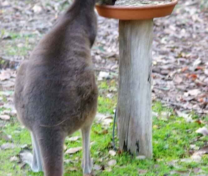 فندق Yelverton Brook Conservation Sanctuary