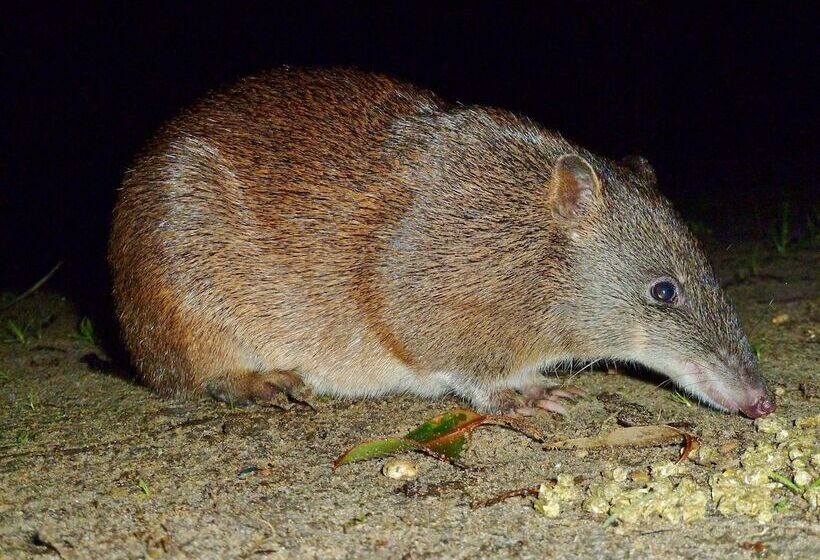 فندق Yelverton Brook Conservation Sanctuary