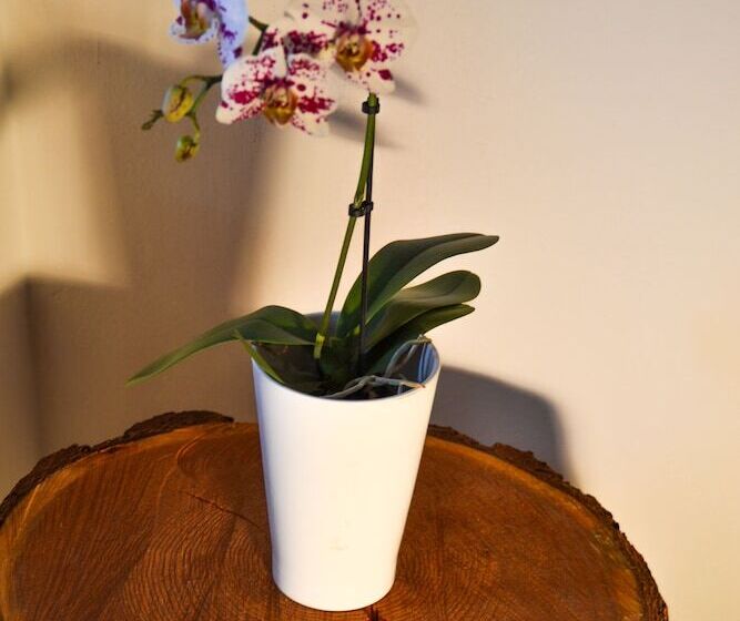 فندق Vecchia America