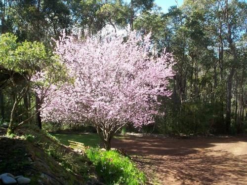فندق Denmark Forest Retreat
