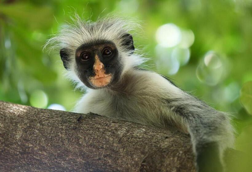 פנסיון Bellevue Zanzibar