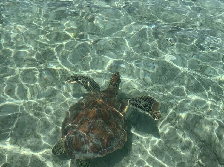 Fotos del hotel La Cocoteraie Ecolodge Glamping:  2