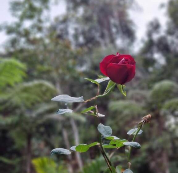 پانسیون Arundina Cameron Highlands