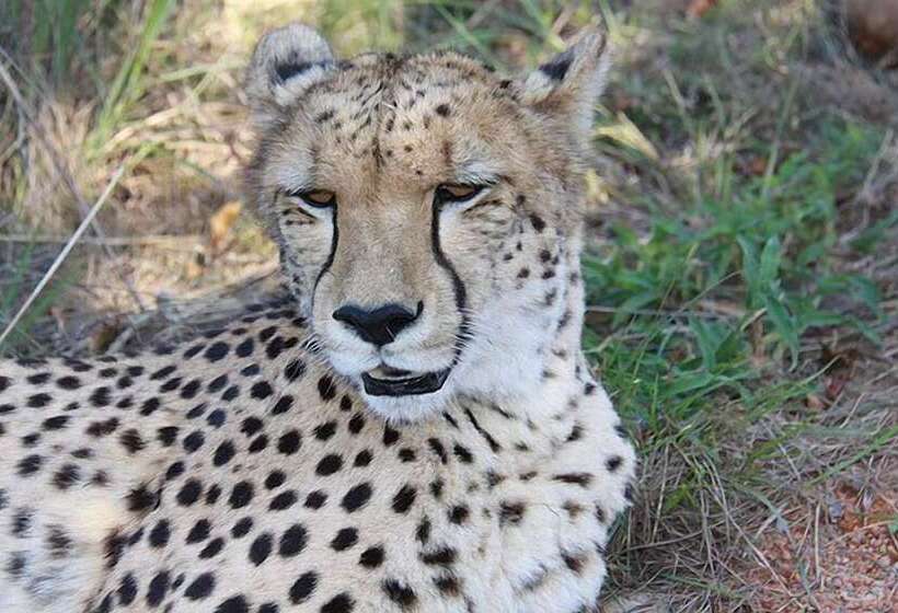 فندق Thandeka Game Lodge & Spa