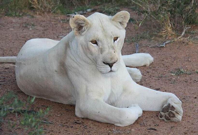 فندق Thandeka Game Lodge & Spa