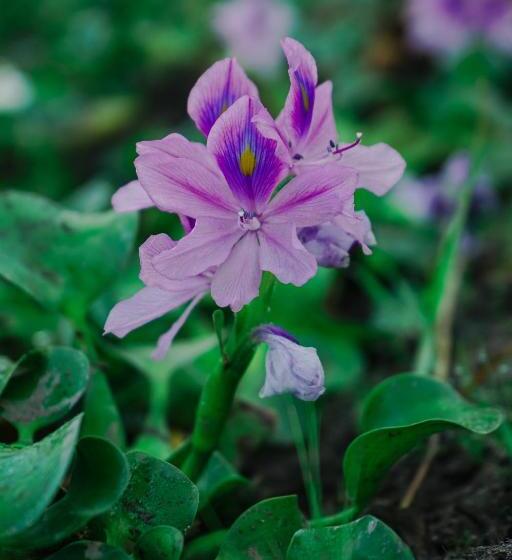 هتل The Gemalai Village