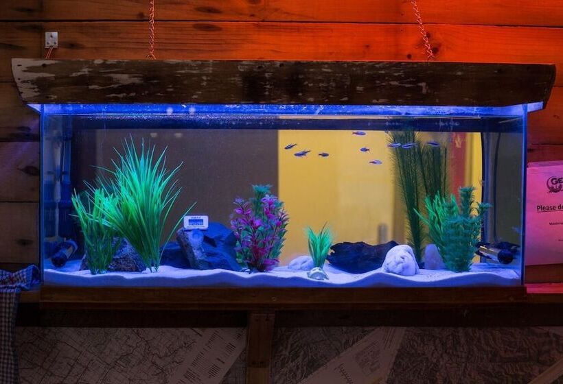 Geeky Gecko   Hostel