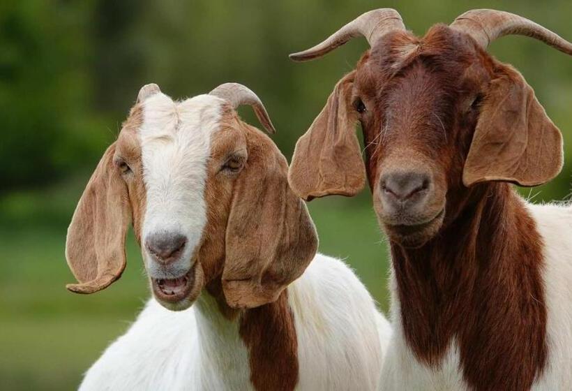 فندق Glencoe Country Bed And Breakfast