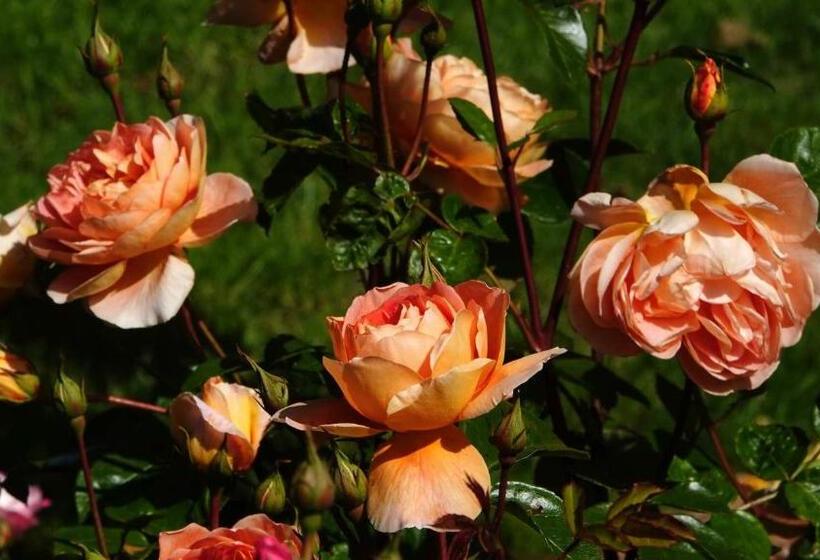 فندق Glencoe Country Bed And Breakfast