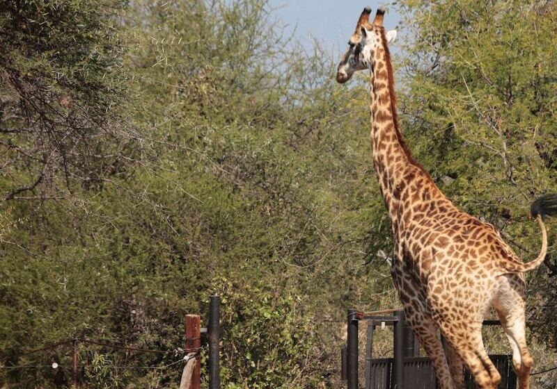 בית מלון כפרי Tshukudu Game Lodge