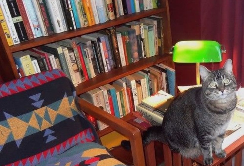 The One Cat B&b