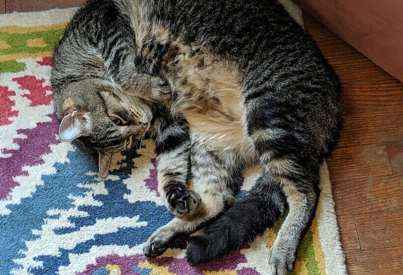 The One Cat B&b