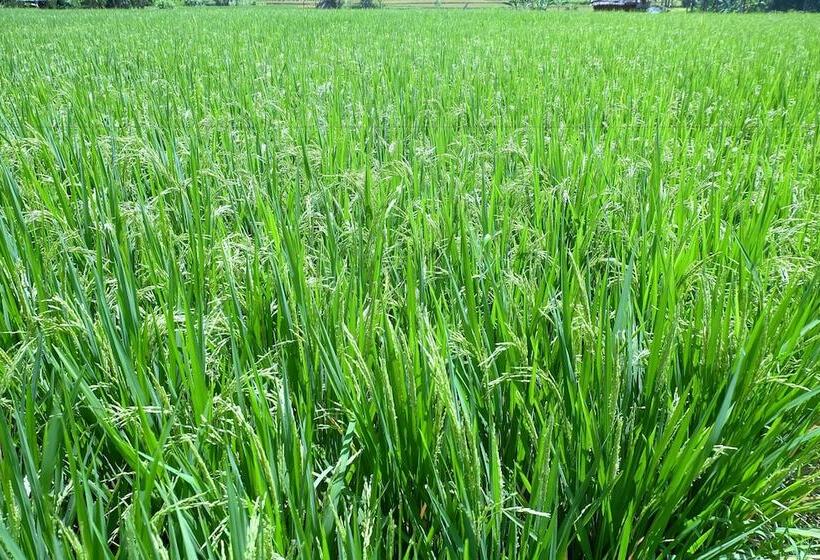 Fotos del hotel Villa Santun:  12