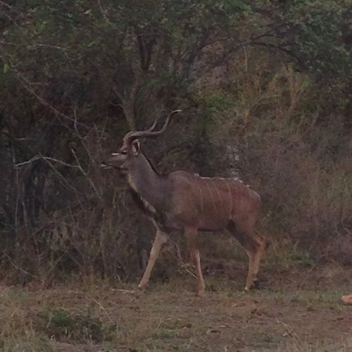 فندق Buyskop Lodge