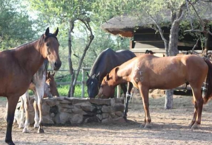 فندق Off Beat Safaris Bush Lodge