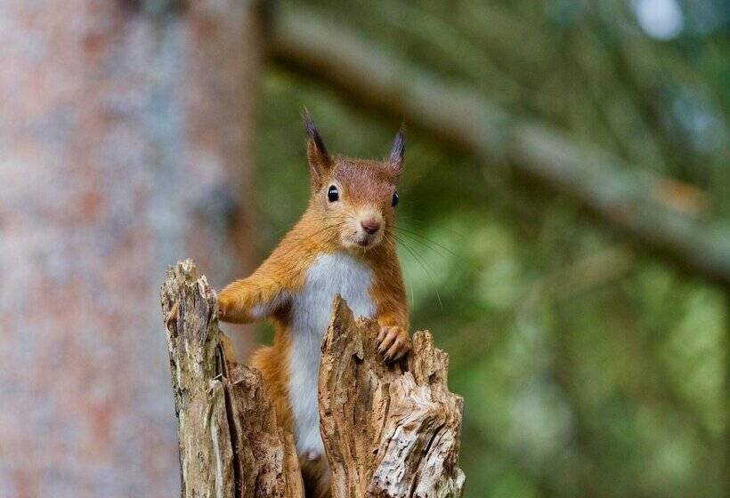 فندق Clifton Cottage