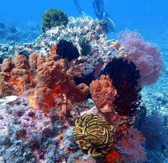 هتل Oceans 5 Dive Resort