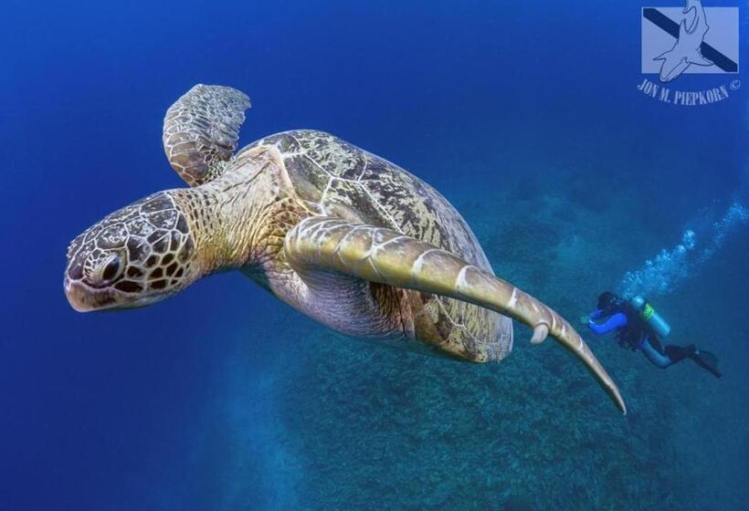 هتل Oceans 5 Dive Resort