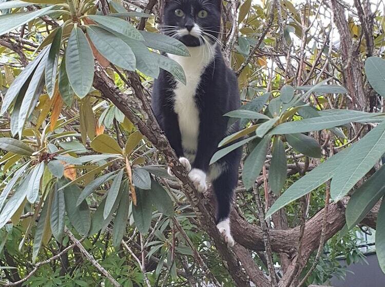 مُتل Aurora On George