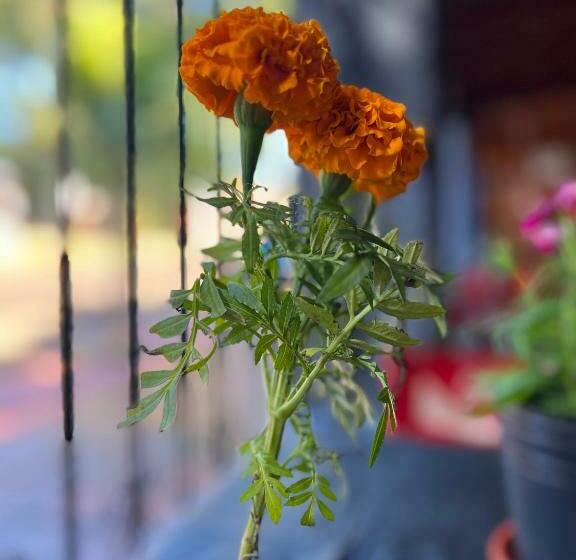 هاستل Nature Iguazu Hosteria