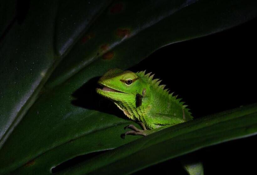 Общежитие Rainforest View Hostal And Rainforest Tours