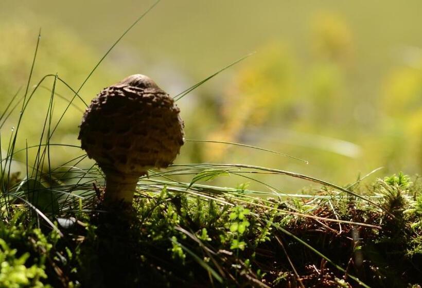 בית מלון כפרי Agribed Quierta   Camere Matrimoniali