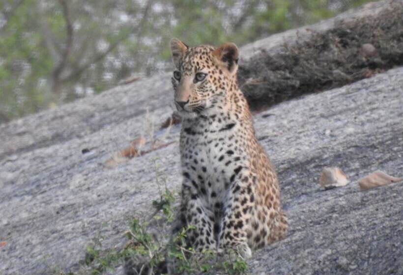 Jawai Empire Resort By Premier Hotels