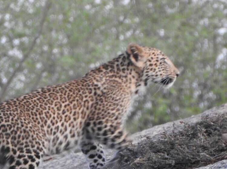 Jawai Empire Resort By Premier Hotels