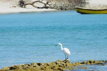 استراحتگاه Mangal Beach Lodge