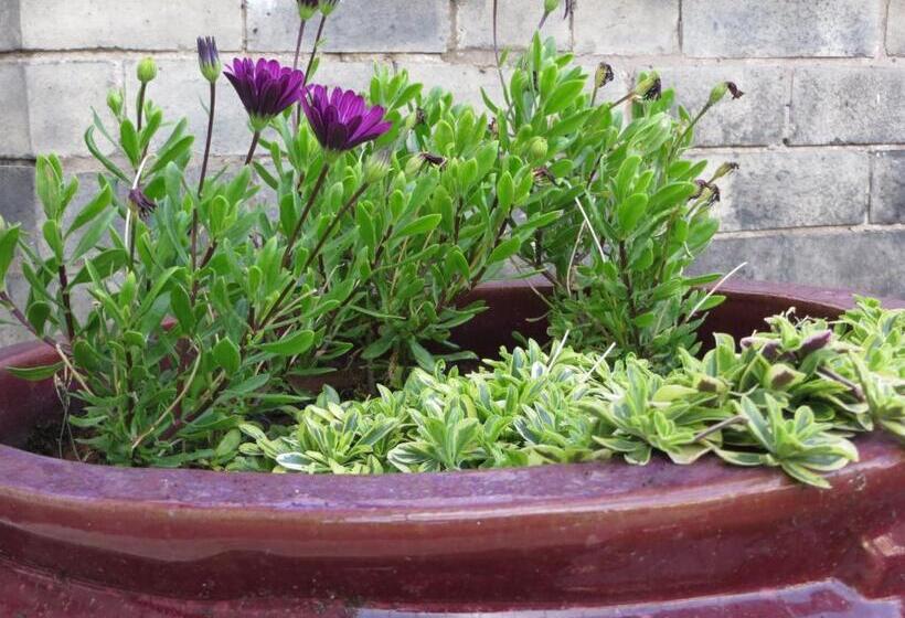 Fotos del hotel Avondale Guest House:  39