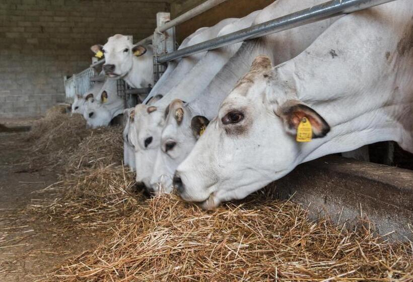 酒店 Tenuta De L Annunziata  Natural Relais