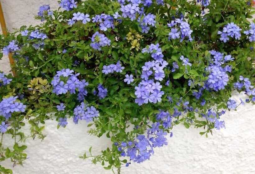 Fotos del hotel Duque De Wellington:  16