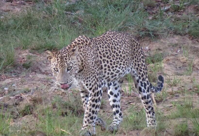 Отель Ruhunu Safari Camping