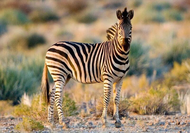 בית מלון כפרי Tutwa Desert Lodge