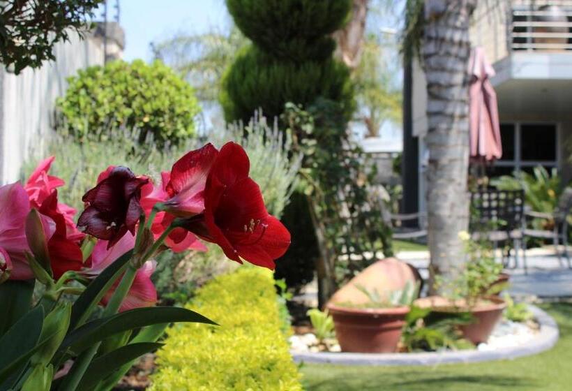 پانسیون Cycad Palm Boutique Guest House