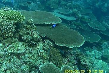 هتل Bahari Lodge, K.kaashidhoo