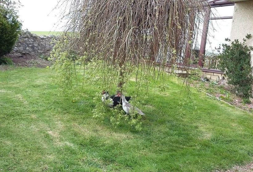 تختخواب و صبحانه Goldilands