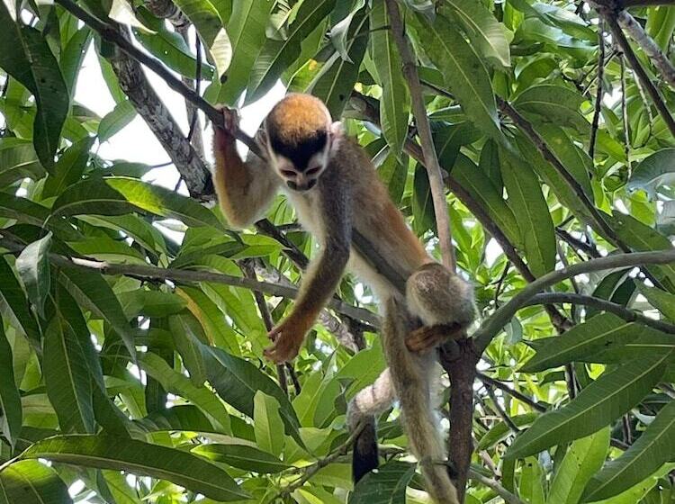 هتل Grand Park Manuel Antonio