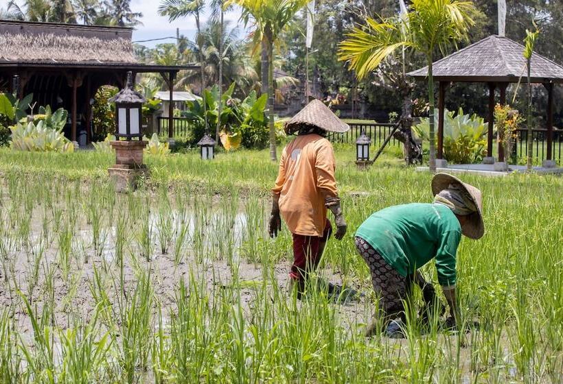 渡假胜地  Anumana Village Ubud