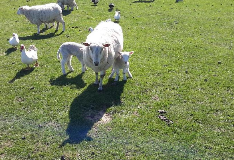 تختخواب و صبحانه Leithview B And B