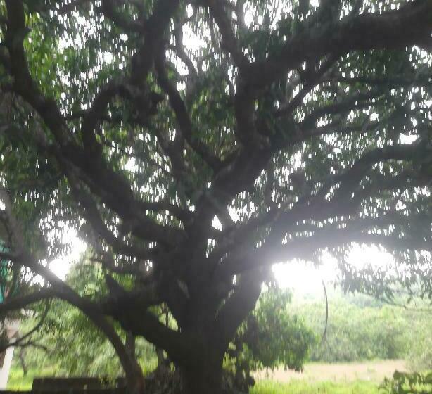 Albergue Ashvem Banyan Tree