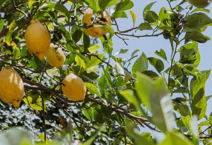 پانسیون Lemon Tree Rooms