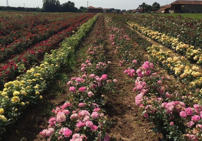 فندق Relais Santo Stefano