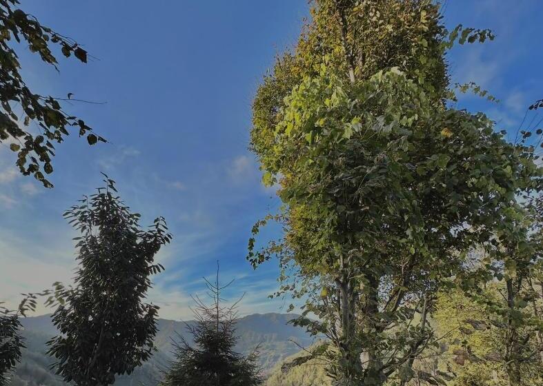 住宿加早餐  Ri̇ze Sereni̇ty Bungalov