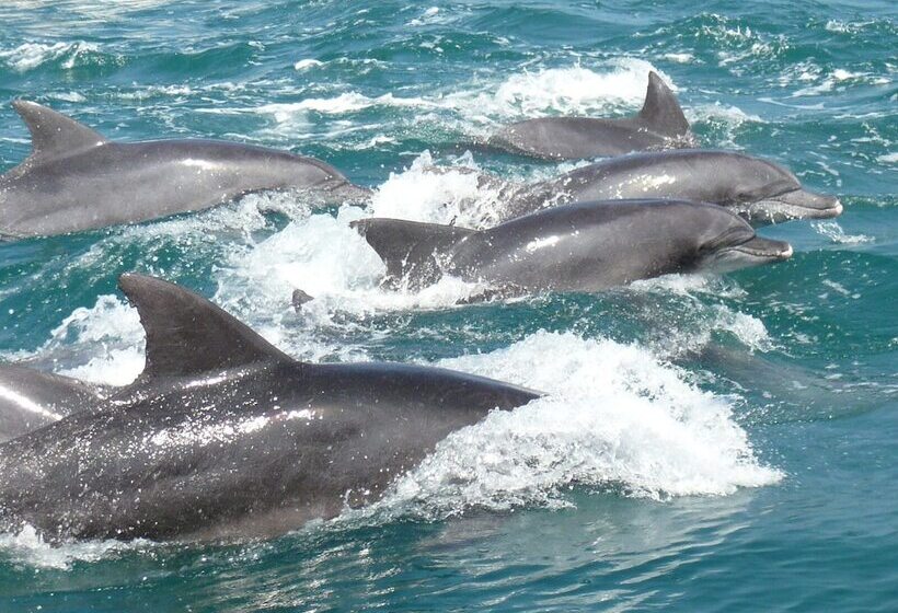 فندق Obama Onsen Hamakan
