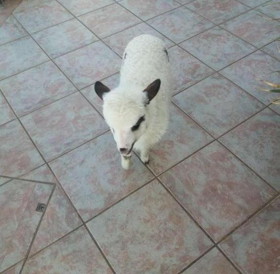 בית מלון כפרי Paradise View