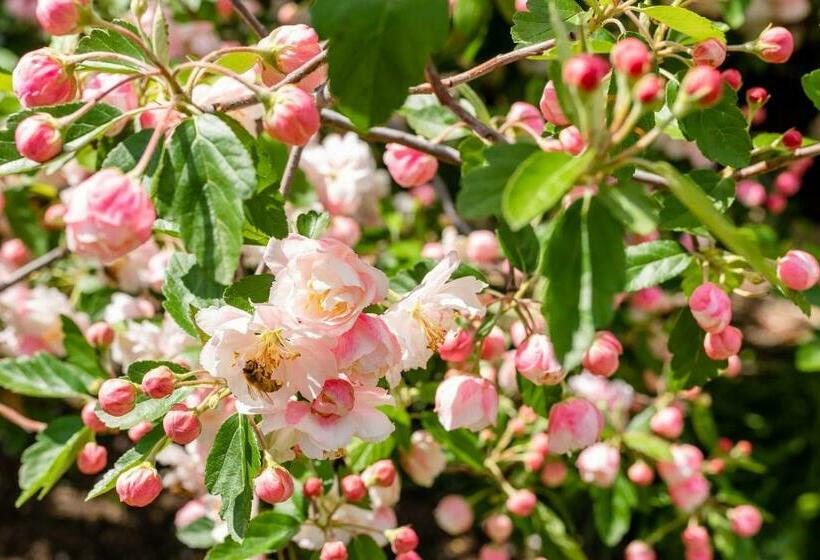 Apple Blossom Cottages